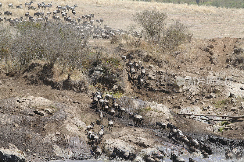 Wildebeest leaving Mara River